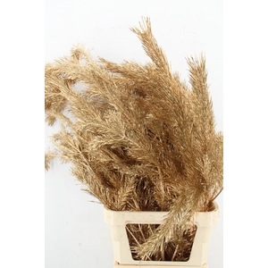 Pinus Alaska per stem 130cm Antiq. Gold