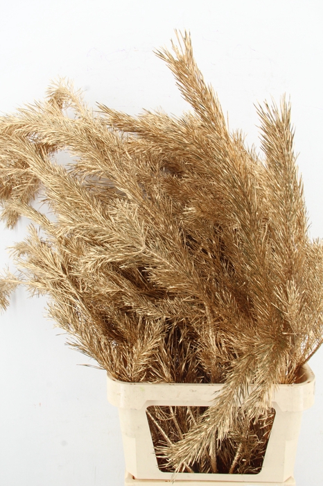 <h4>Pinus Alaska per stem 130cm Antiq. Gold</h4>