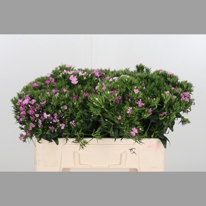 Di Barbatus Aldo Rose