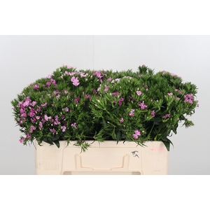 Di Barbatus Aldo Rose