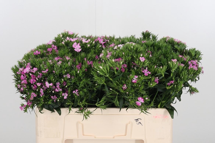 <h4>Di Barbatus Aldo Rose</h4>