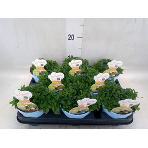 Origanum vulgare 'Compactum'