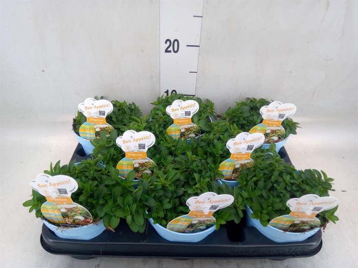 <h4>Origanum vulgare 'Compactum'</h4>