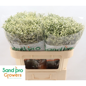 Limonium sinense Clear Diamond
