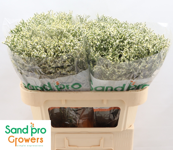 <h4>Limonium sinense Clear Diamond</h4>