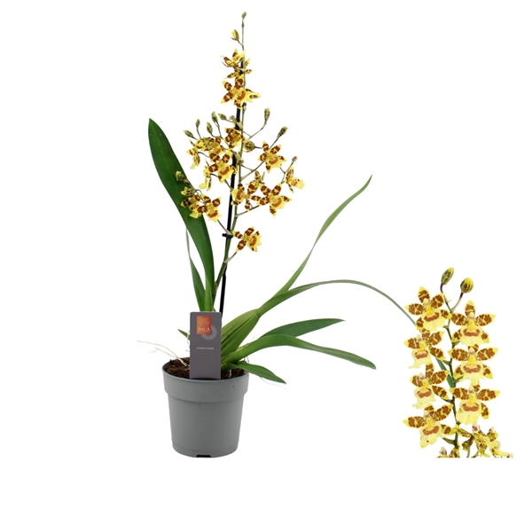 <h4>Inca Cambria Pacific Sunset 1 spike</h4>