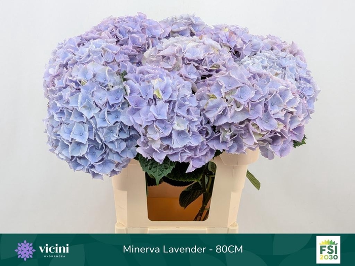 <h4>HYDR M MY MINERVA</h4>