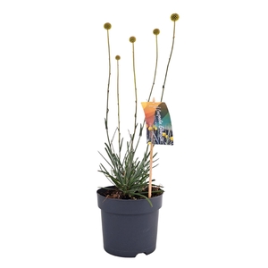Craspedia globosa Golf Beauty
