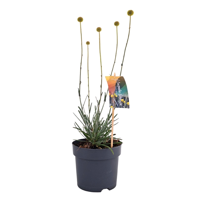 <h4>Craspedia globosa Golf Beauty</h4>