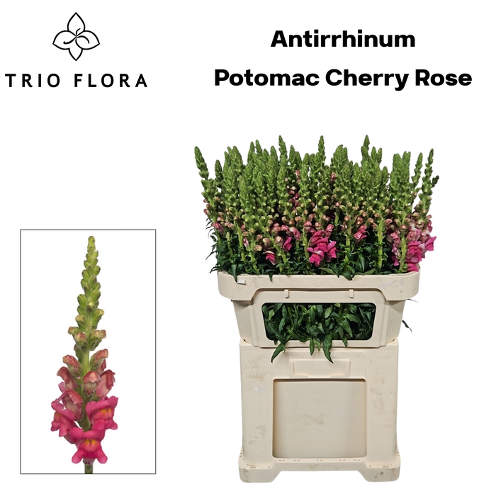 <h4>ANTIR POTO CHER ROSE 998</h4>