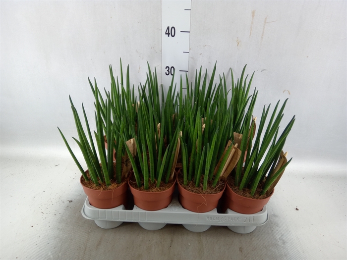 <h4>Sansevieria bacularis</h4>