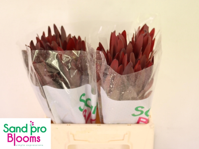 <h4>LEUCAD SAF SUNSET</h4>