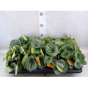 Peperomia argyreia