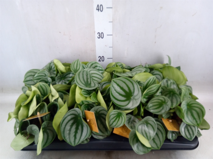 <h4>Peperomia argyreia</h4>