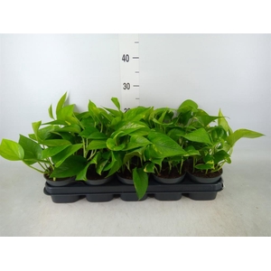 Epipremnum pinn. 'Aureum'