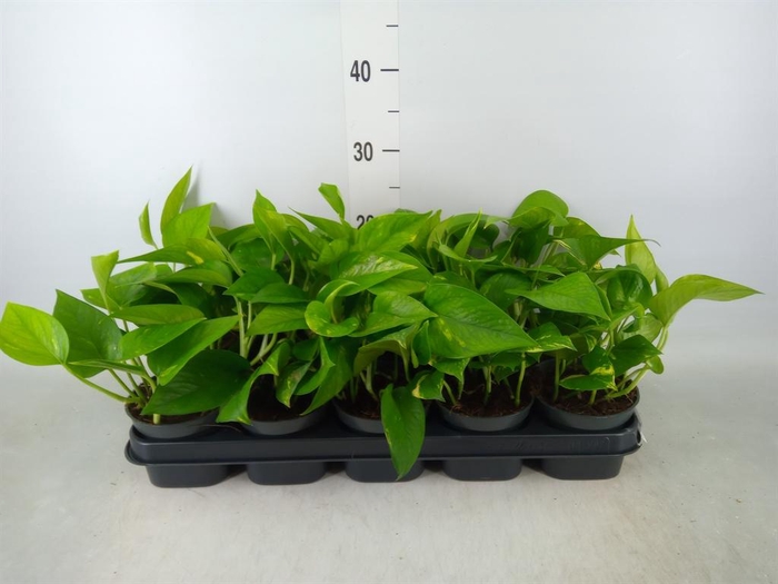 <h4>Epipremnum pinn. 'Aureum'</h4>
