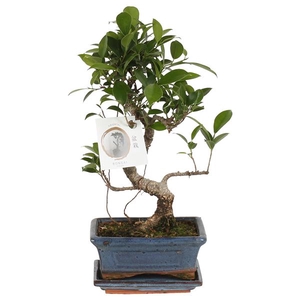 Bonsai 'Ficus retusa' in ø15cm Ceramic S-Shape with Saucer