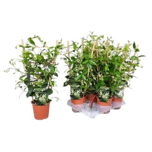 Trachelospermum jasminoides