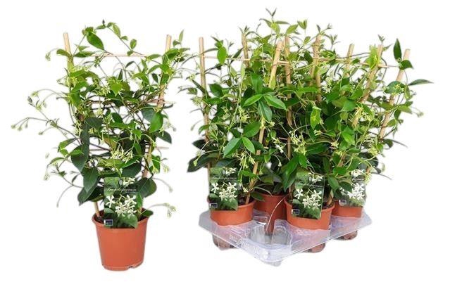 <h4>Trachelospermum jasminoides</h4>