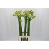 Ornithogalum Saundersiae