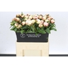 Paeonia Elsa Sass