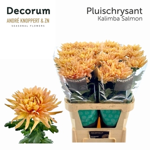 CHR G KALIMBA SALMON