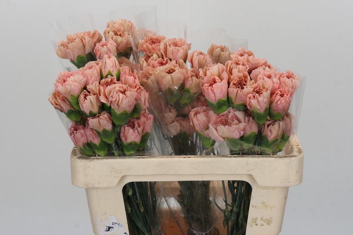 <h4>Dianthus St Caramel</h4>