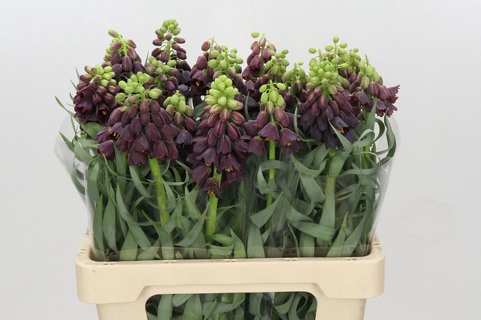 <h4>Fritillaria Persica</h4>