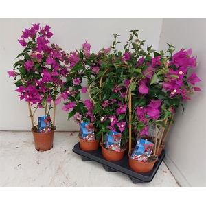 BOUGAINV ALEXANDRA