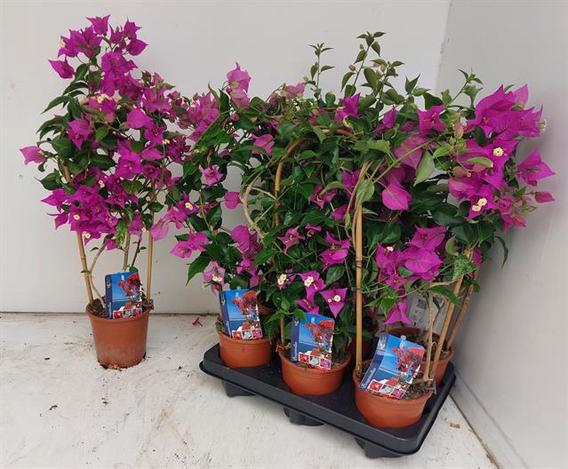 BOUGAINV ALEXANDRA