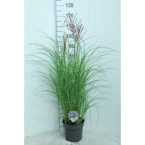 Miscanthus sin. 'Red Chief'