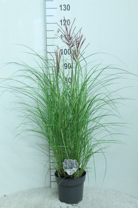 <h4>Miscanthus sin. 'Red Chief'</h4>