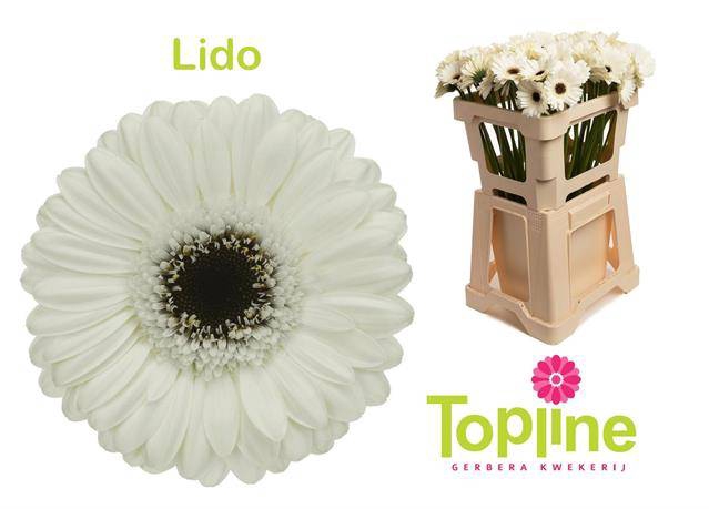 <h4>GE MI LIDO</h4>