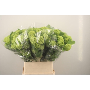 Viburnum Roseum St 4+