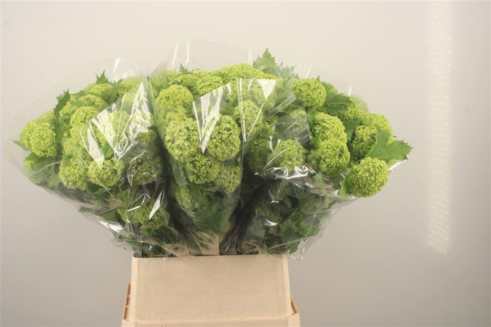 <h4>Viburnum Roseum St</h4>