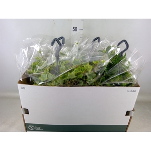 Hedera   ...mix