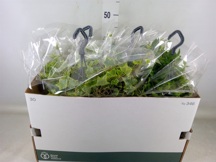 <h4>Hedera   ...mix</h4>