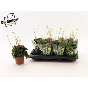 Peperomia cap. Lilian