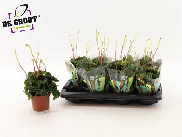 <h4>Peperomia cap. Lilian</h4>