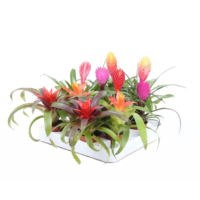 <h4>Bromini mix</h4>