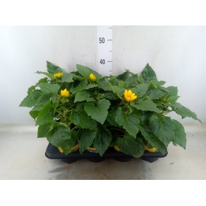 Helianthus an. 'Sunsation'
