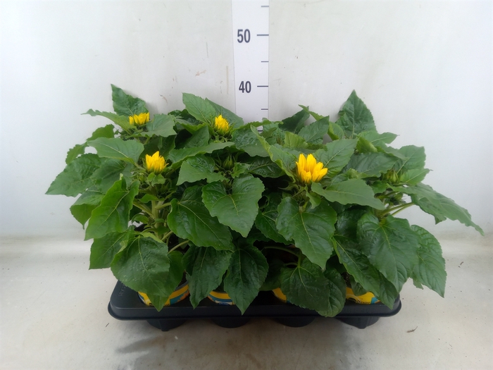 <h4>Helianthus an. 'Sunsation'</h4>