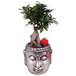 Ficus m. Ginseng pot ø12cm in ø16cm Silver Buddha pot