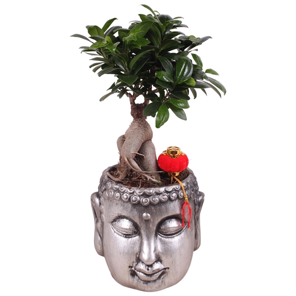 <h4>Ficus m. Ginseng pot ø12cm in ø16cm Silver Buddha pot</h4>