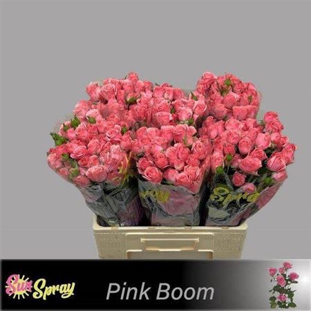 <h4>R Tr Pink Boom</h4>