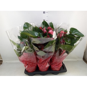 Anthurium  'Deco Red'
