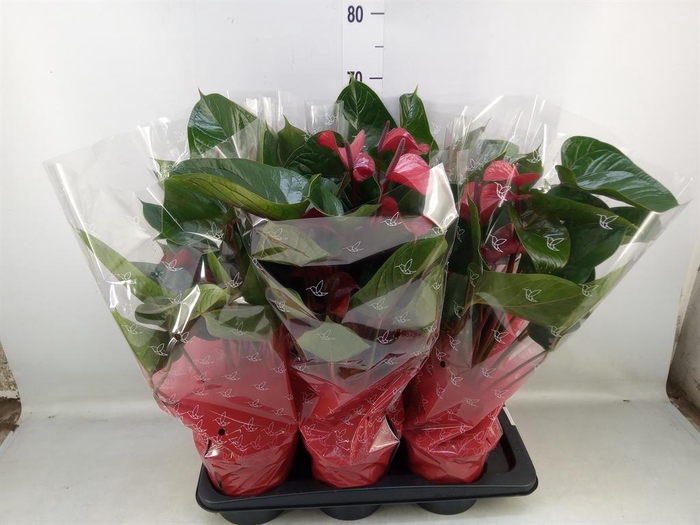<h4>Anthurium  'Deco Red'</h4>