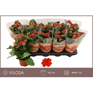 KALAN CALAN RED AMADOR