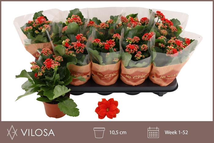 <h4>KALAN CALAN RED AMADOR</h4>