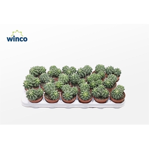 Ferocactus Glaucescends Inermis (group)